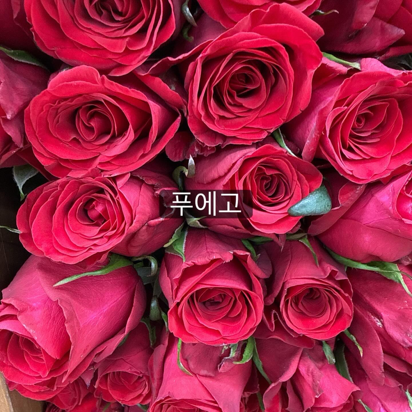보나쥬르 그린티 트라이얼 키트 1