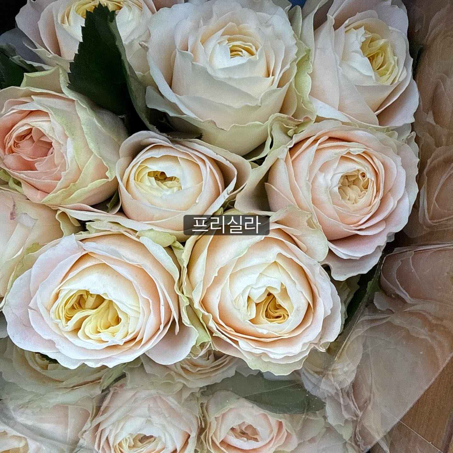 보나쥬르 그린티 트라이얼 키트 2