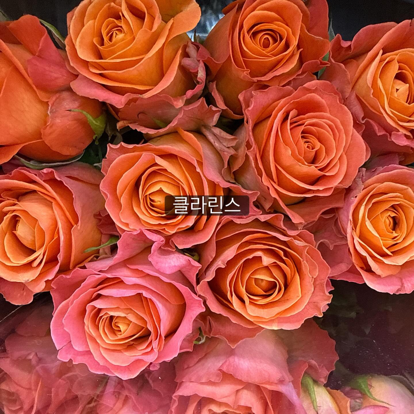 보나쥬르 그린티 트라이얼 키트 4