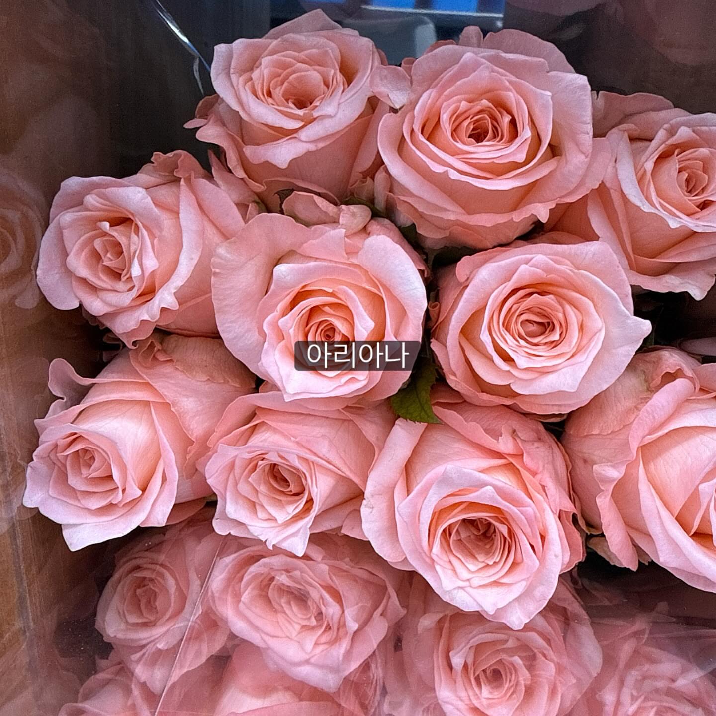 보나쥬르 그린티 트라이얼 키트 6