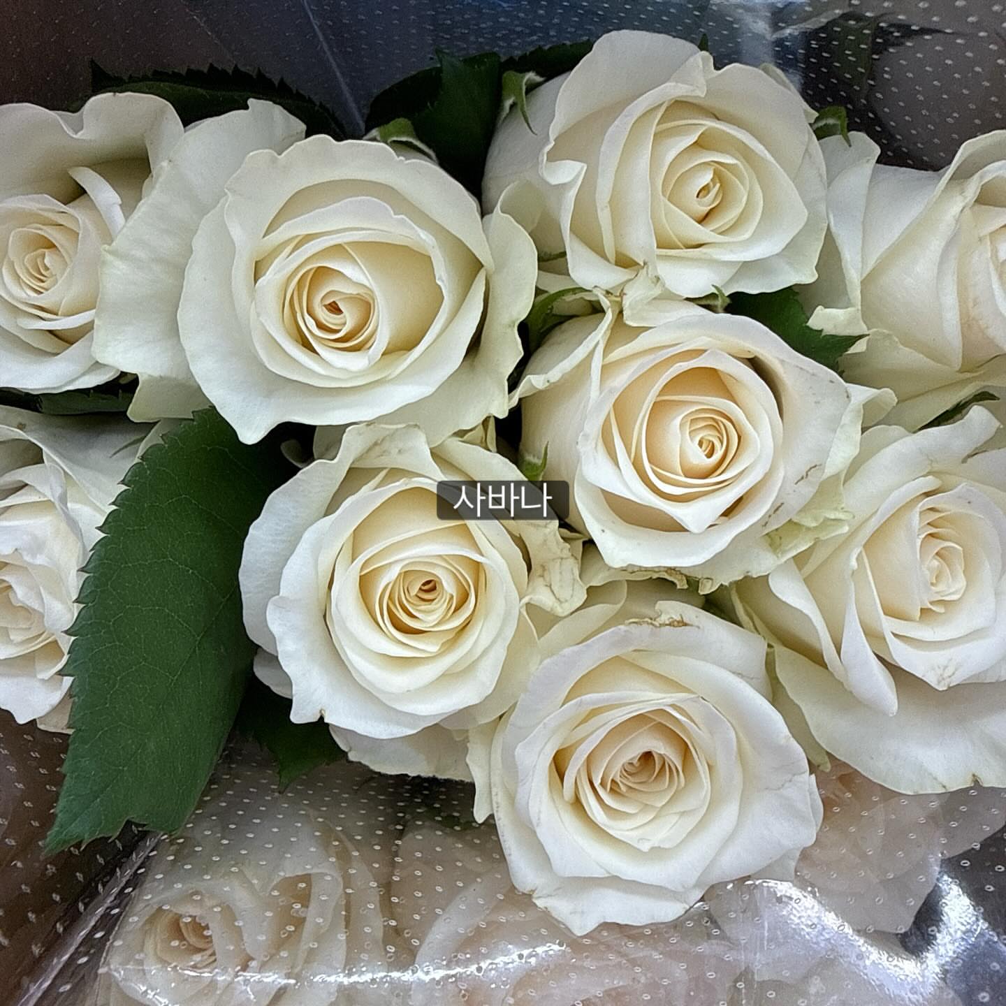 보나쥬르 그린티 트라이얼 키트 7