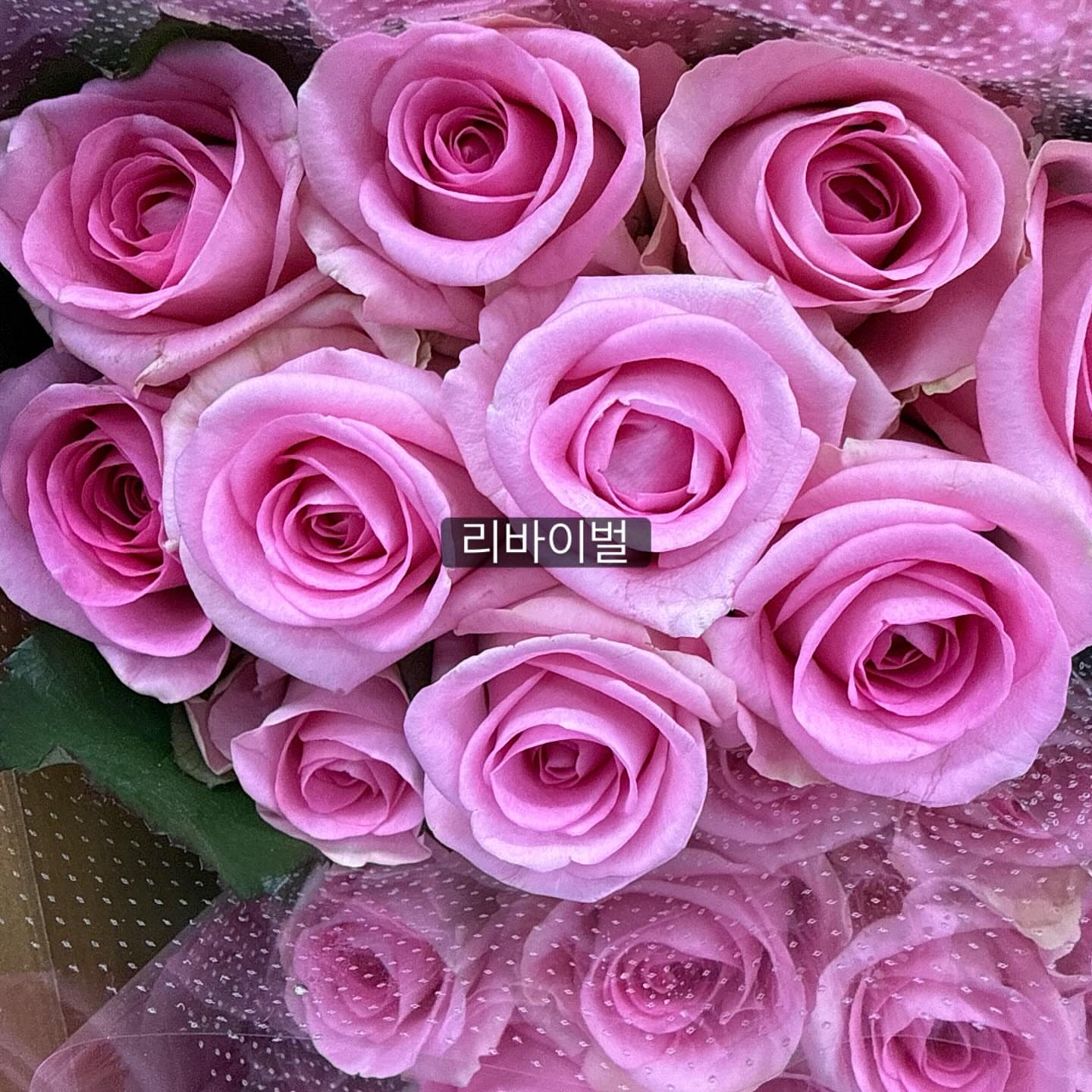 보나쥬르 그린티 트라이얼 키트 9