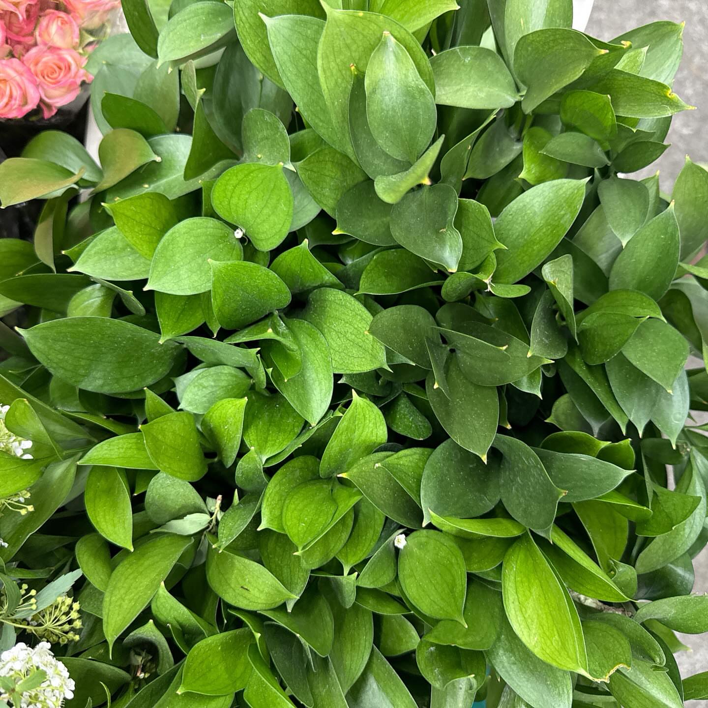 백일떡케이크 4