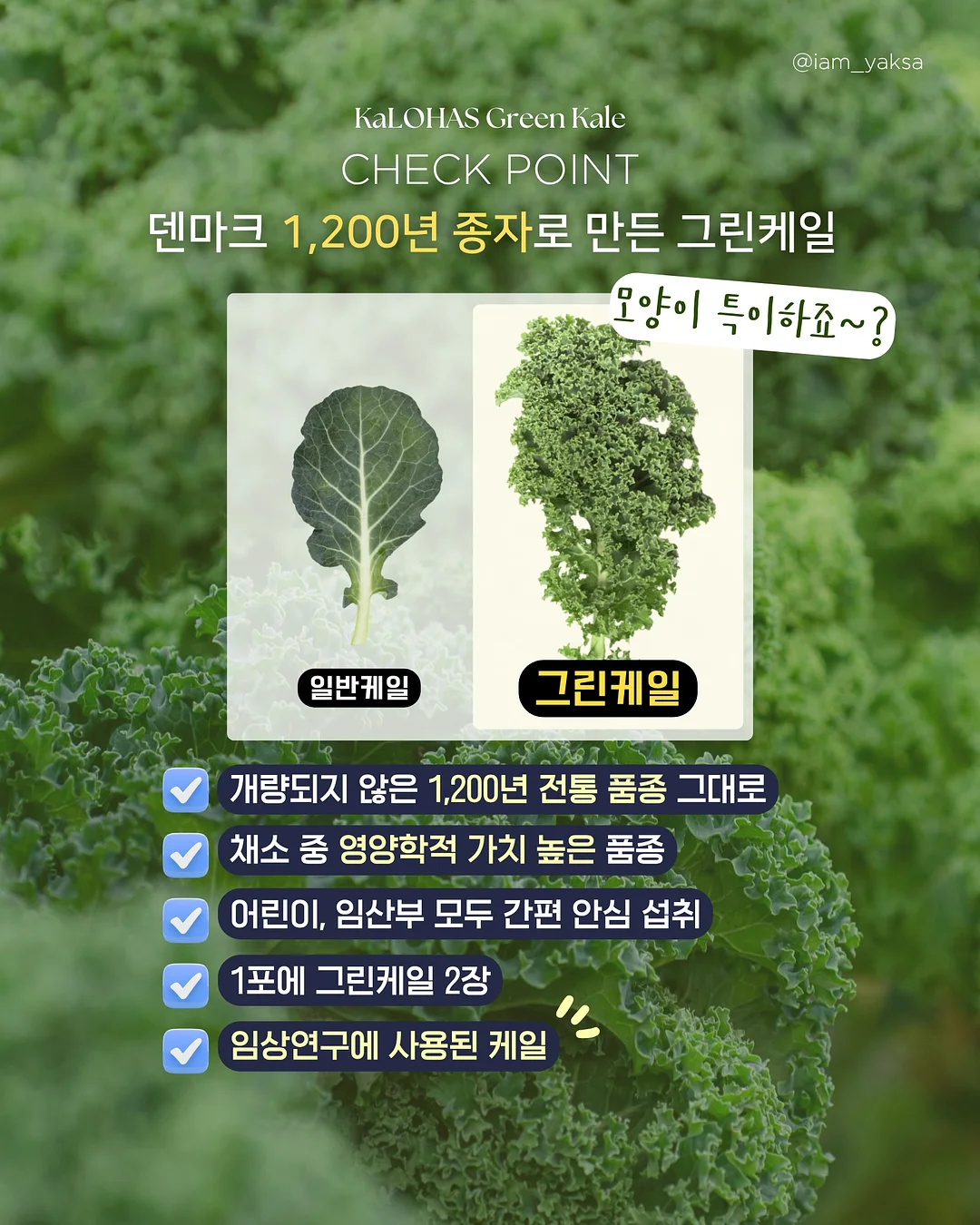 대학교 회의도시락 8