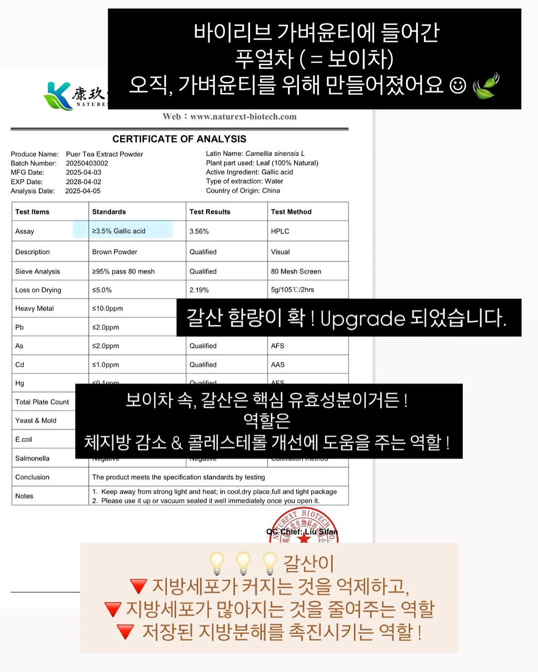 레이스 티셔츠 11