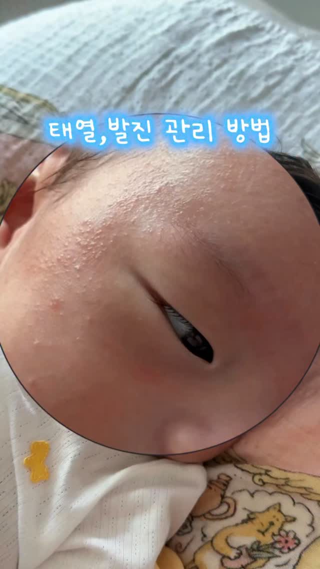 해남 고구마