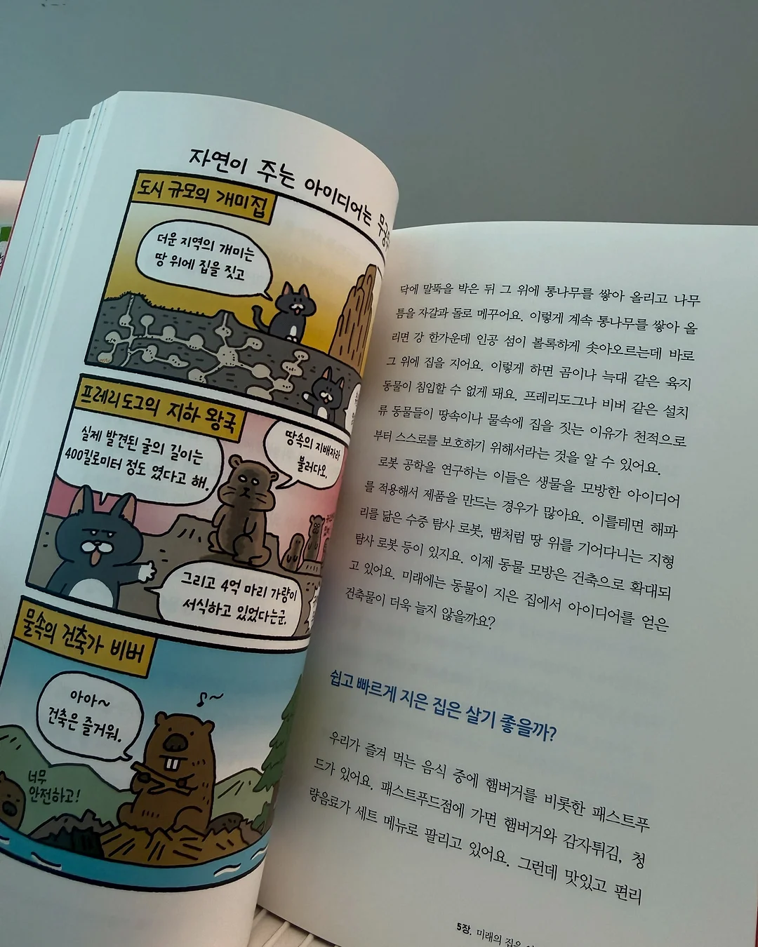 호접란 17