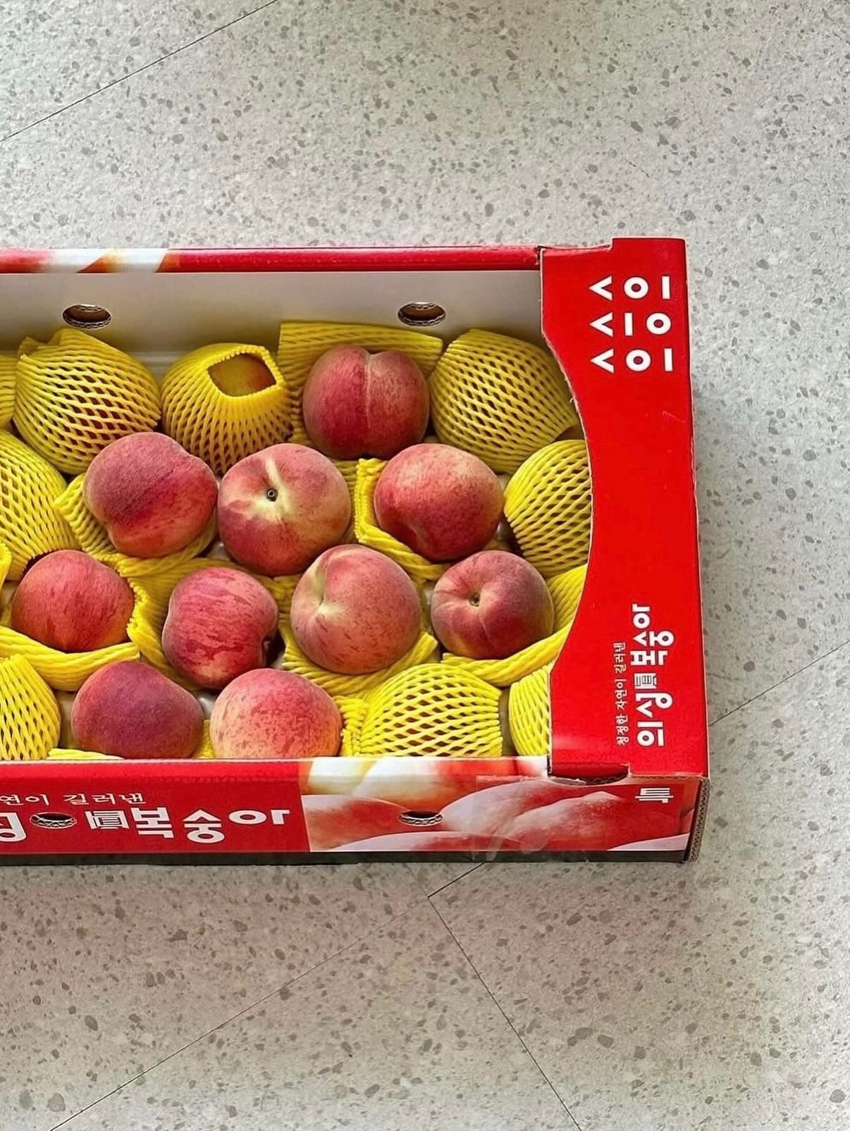 플레이시푸 택토체스 13