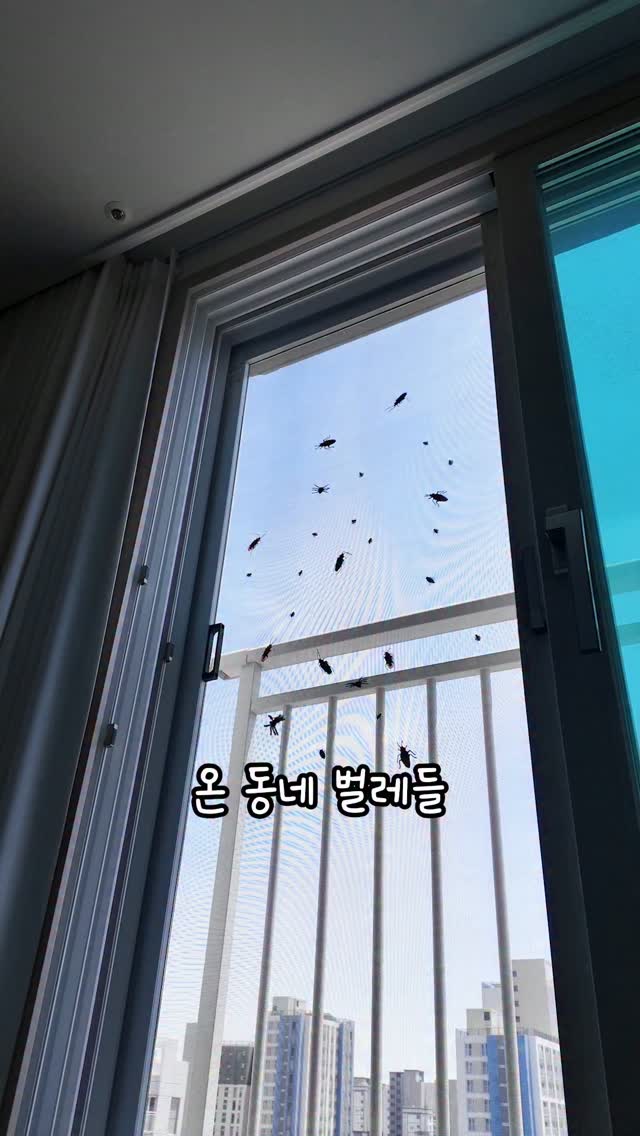 스파티필름 화분