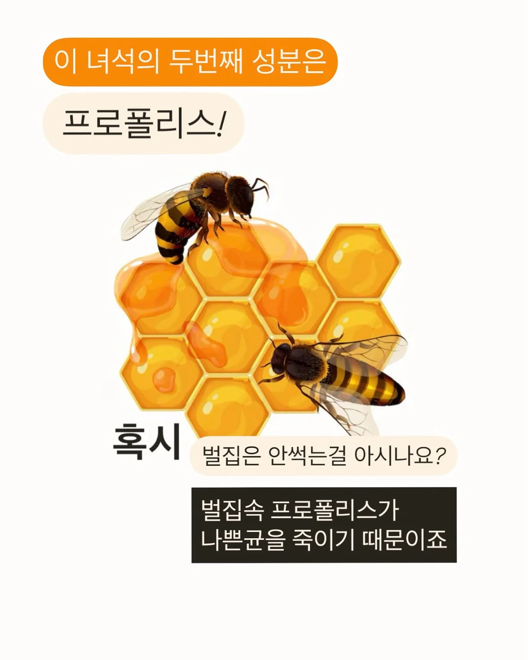 애사비효소 6