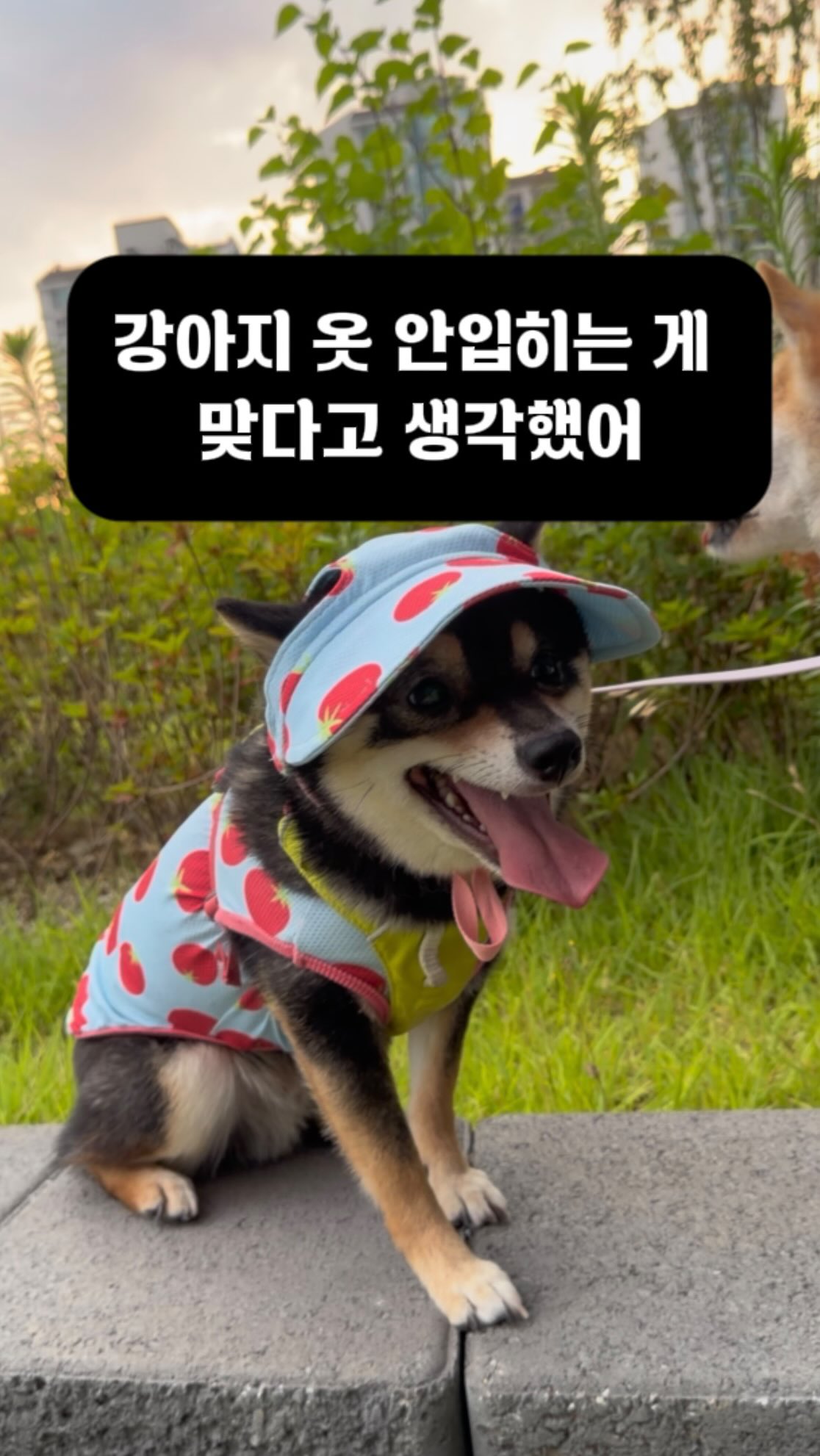 금속 고리 퍼즐