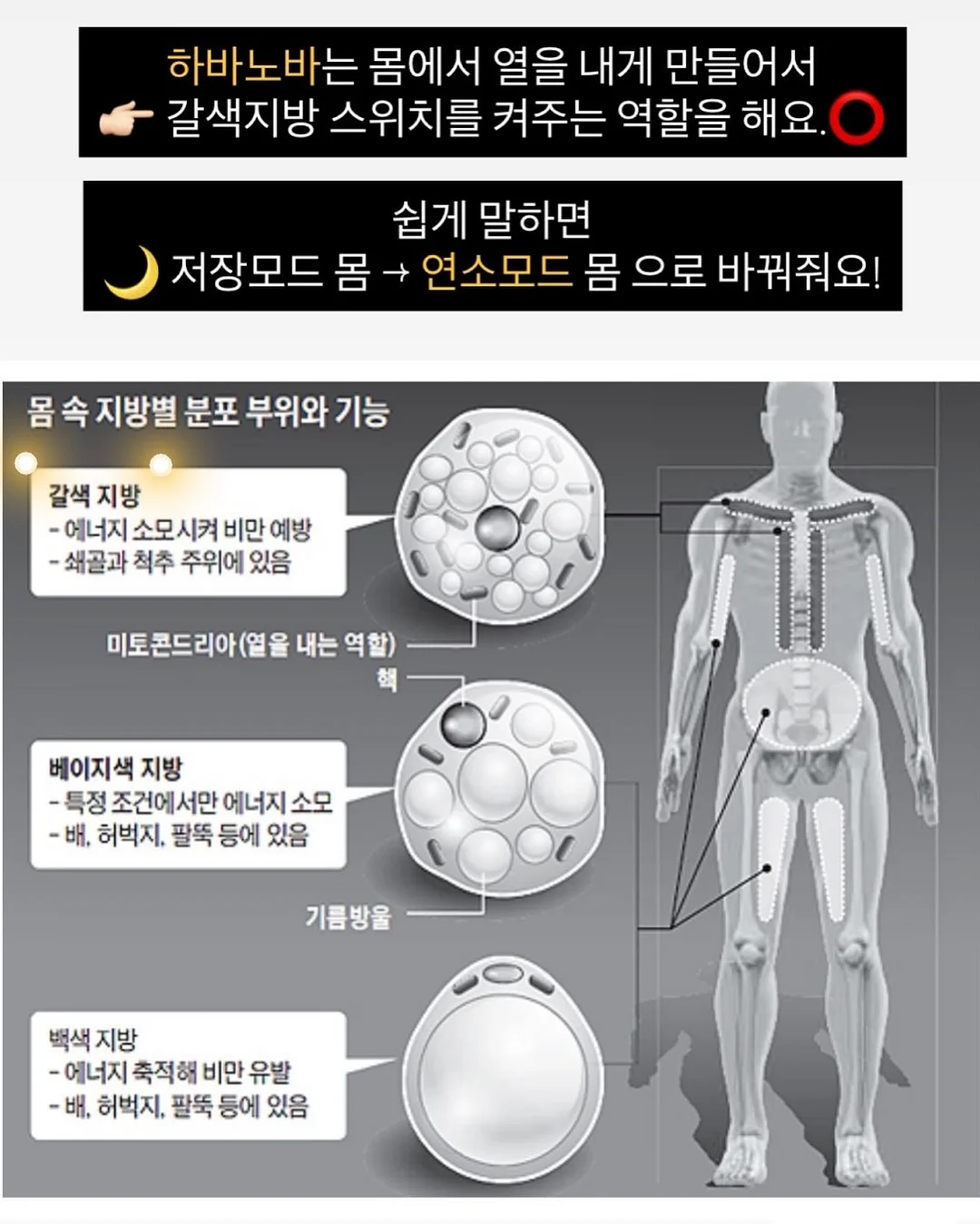 잡곡밥 영양 흡수 혈당 관리 6