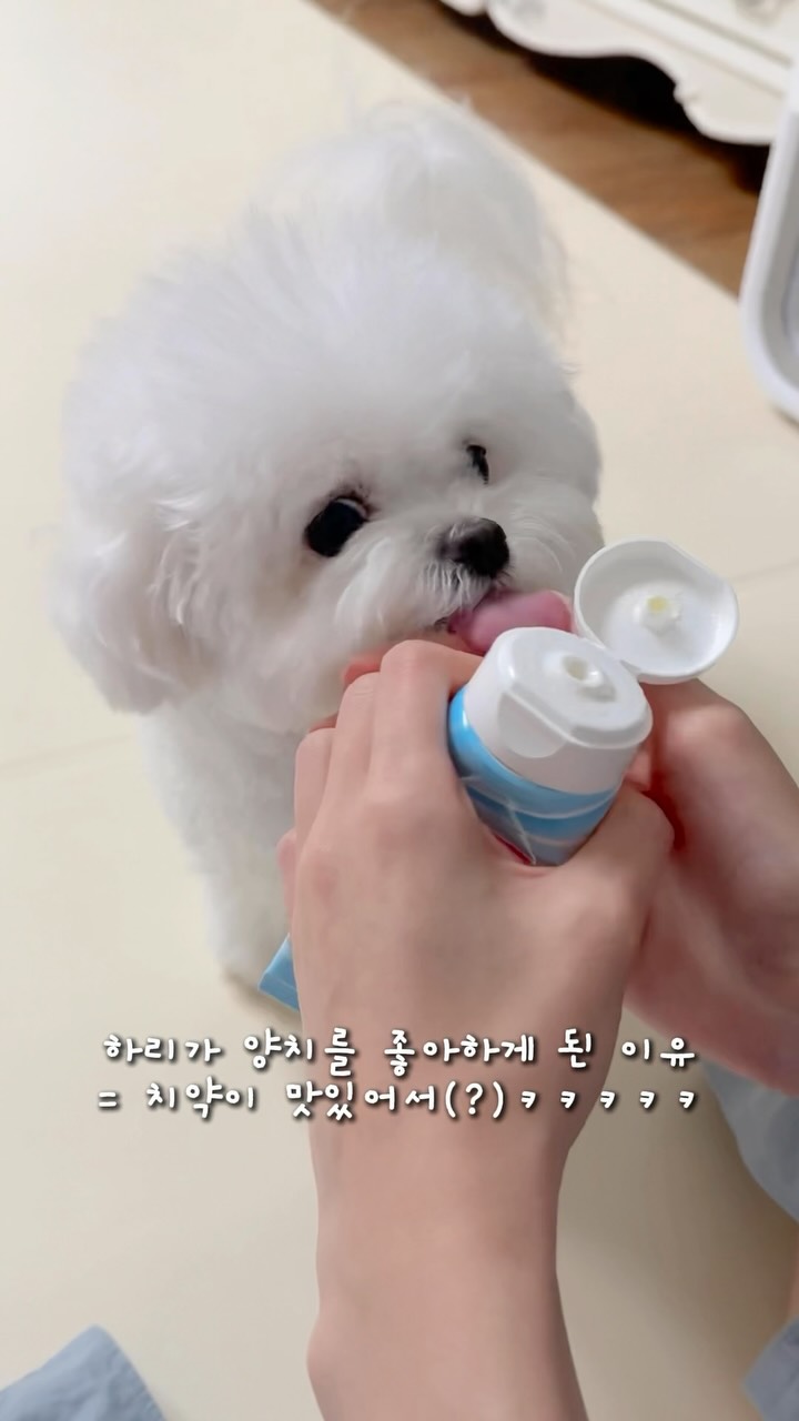 엣지원피스/기똥찬바지/에코유넥티/꼬임티