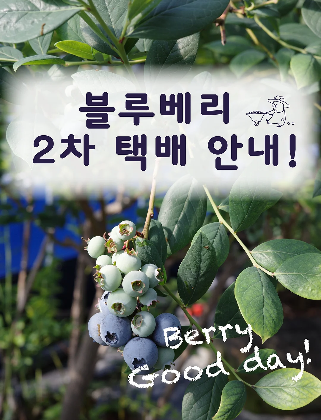 마라룽가 소파, 텐더 테이블, 아크 의자 1