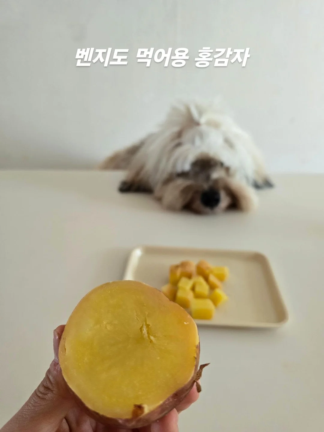 쿨쉐이드 래쉬가드 후드집업 7