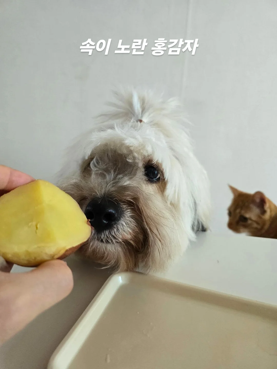 쿨쉐이드 래쉬가드 후드집업 8