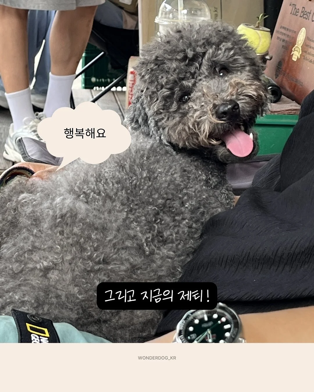 프로틴 8