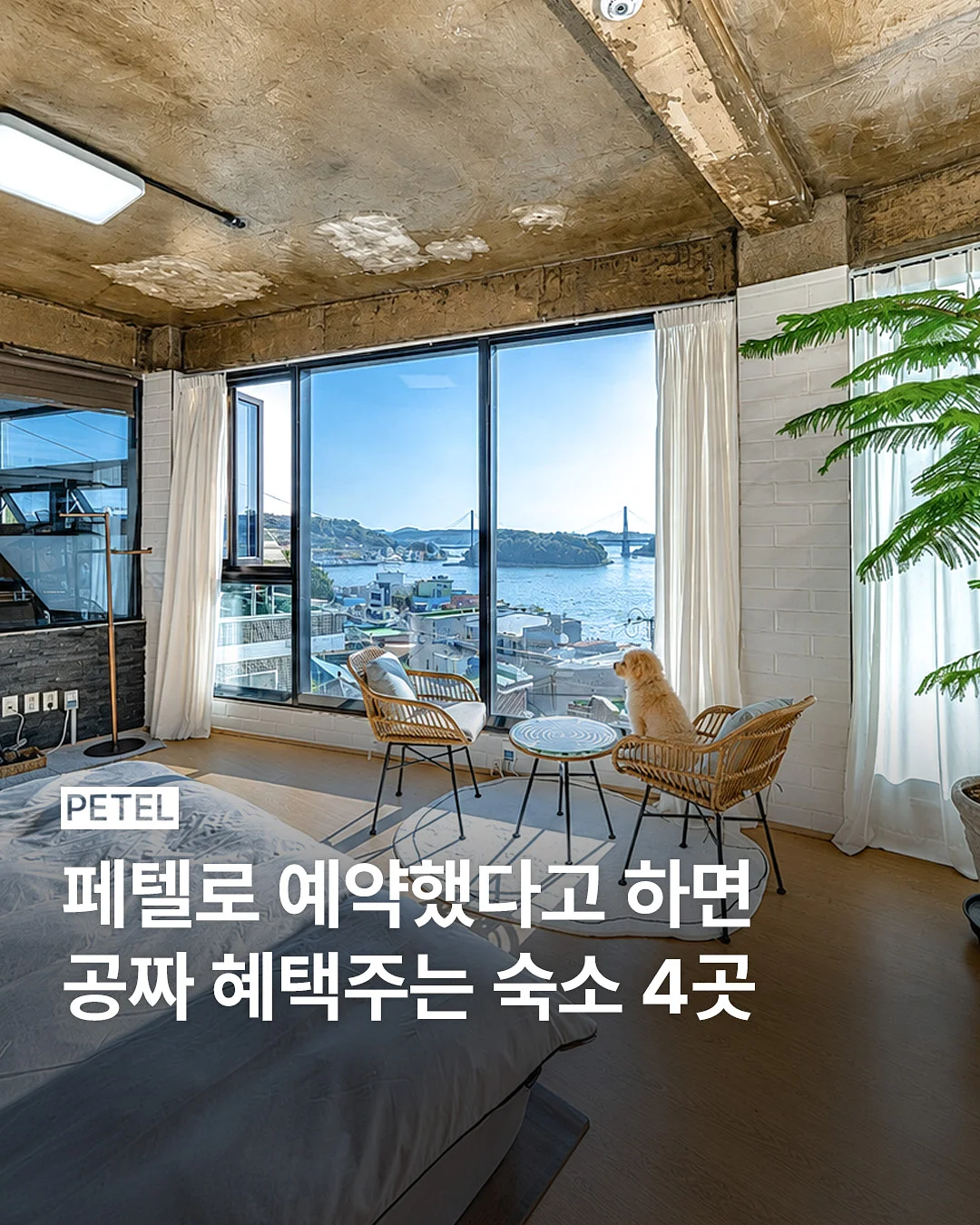 제인아츠 로로 쉘터 1
