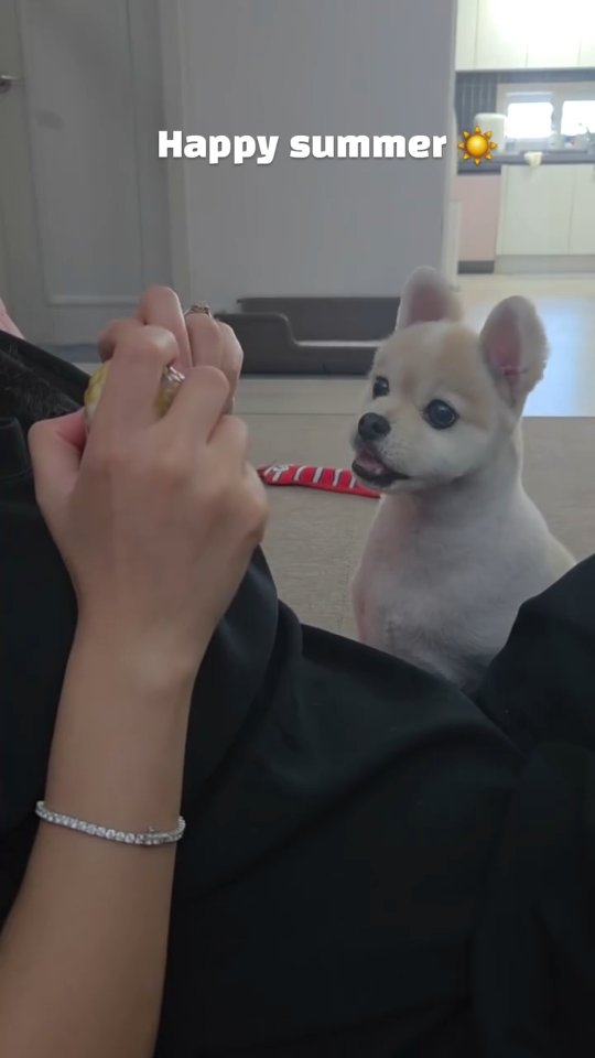 빌베리주스