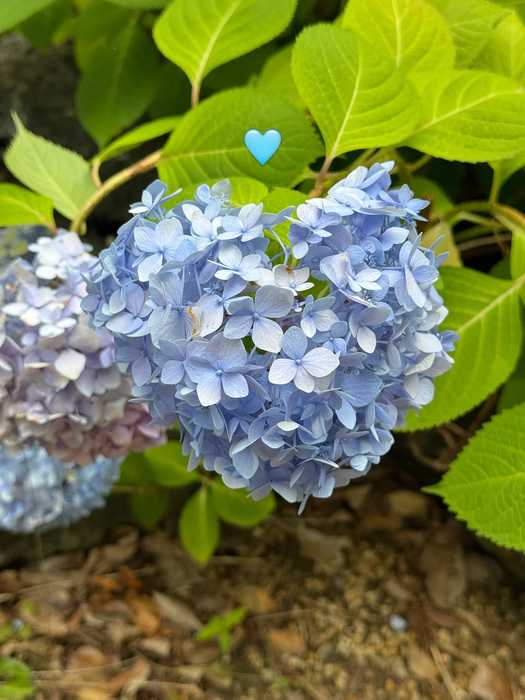 포렌 경추베개 11