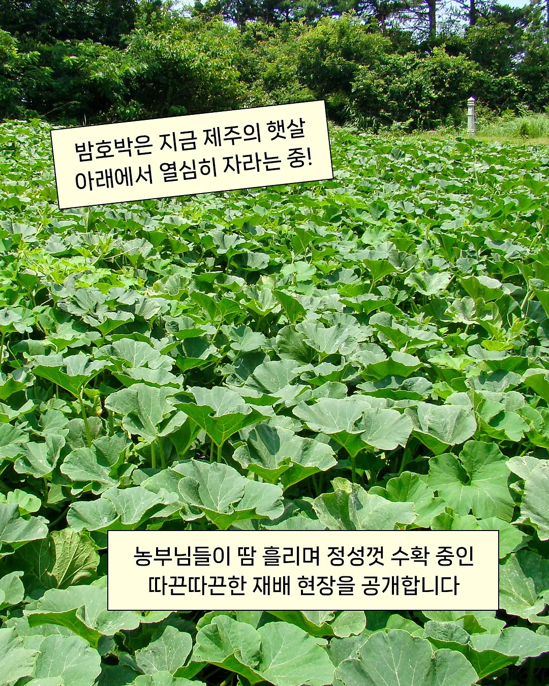 마이스윗 썬케어 데일리 썬크림 2