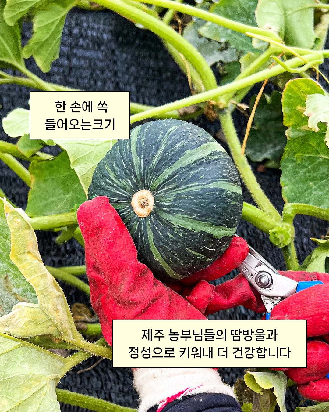 마이스윗 썬케어 데일리 썬크림 3