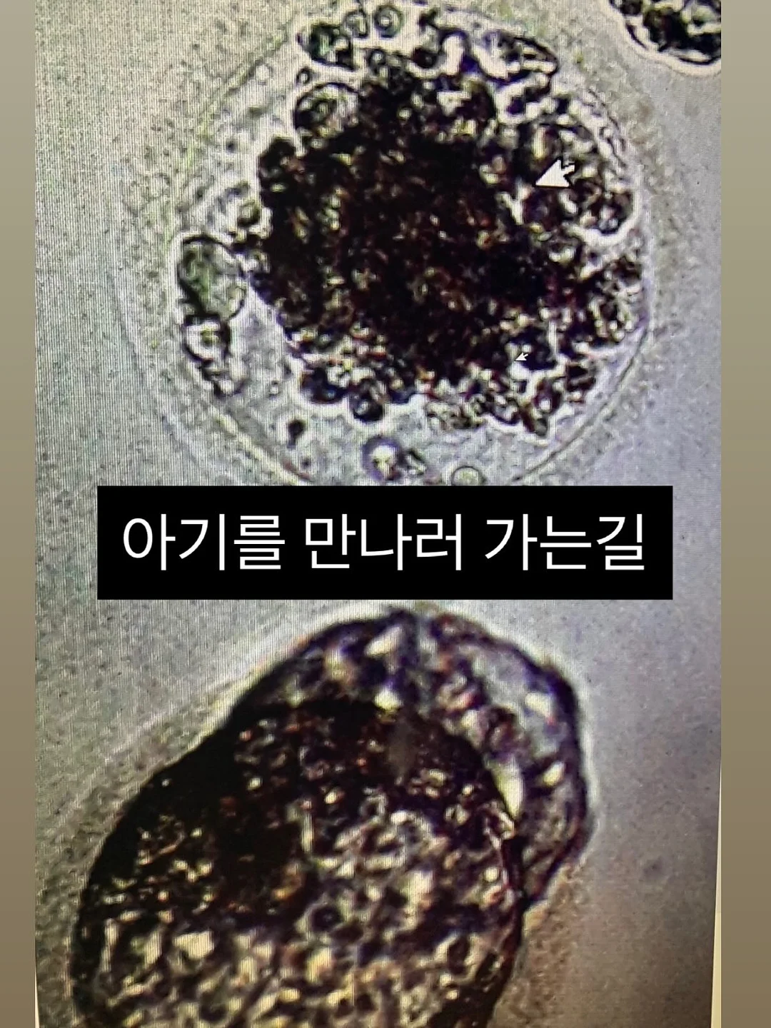 커스텀 화과자 50구 1
