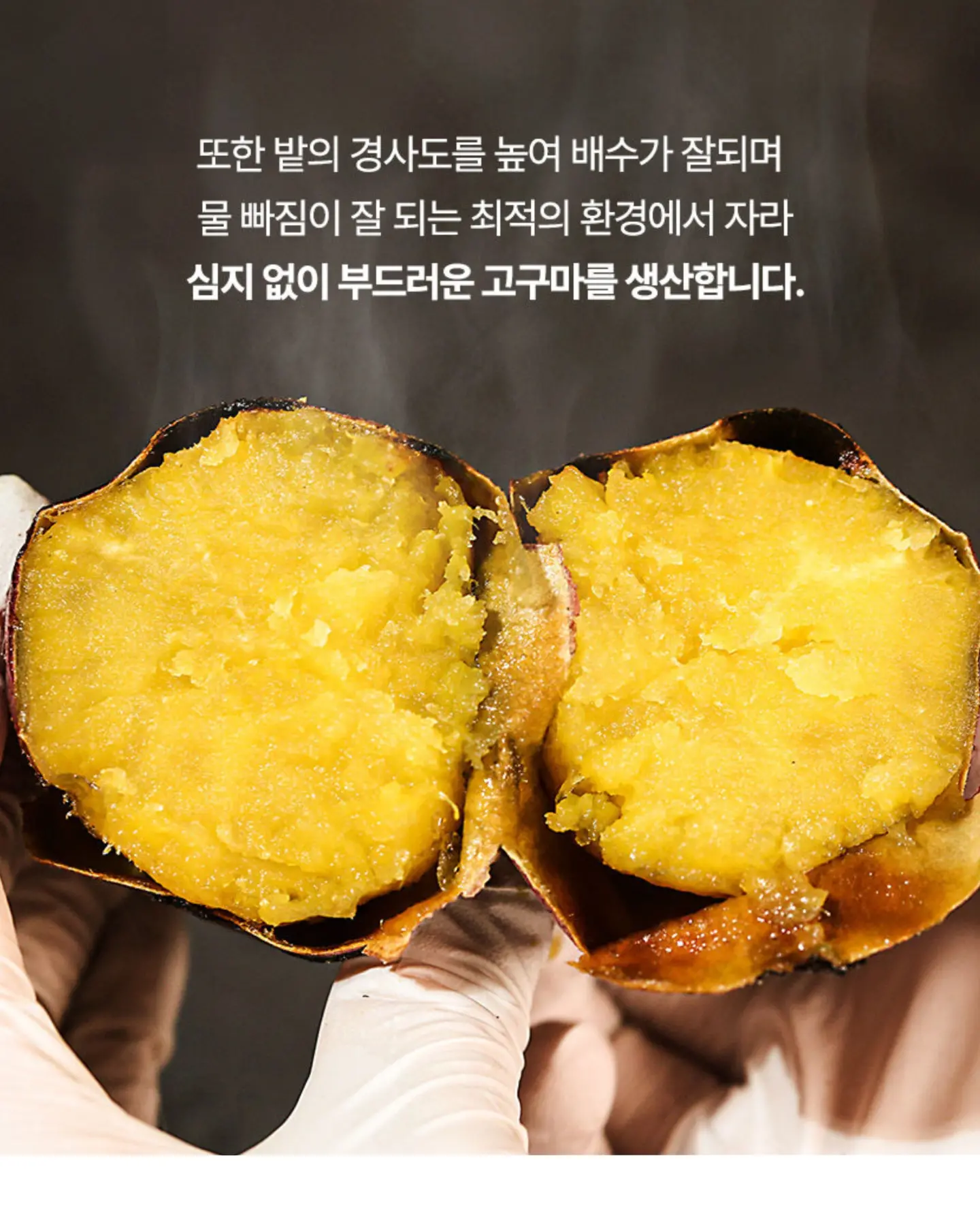 카라멜 토울 고구마 5