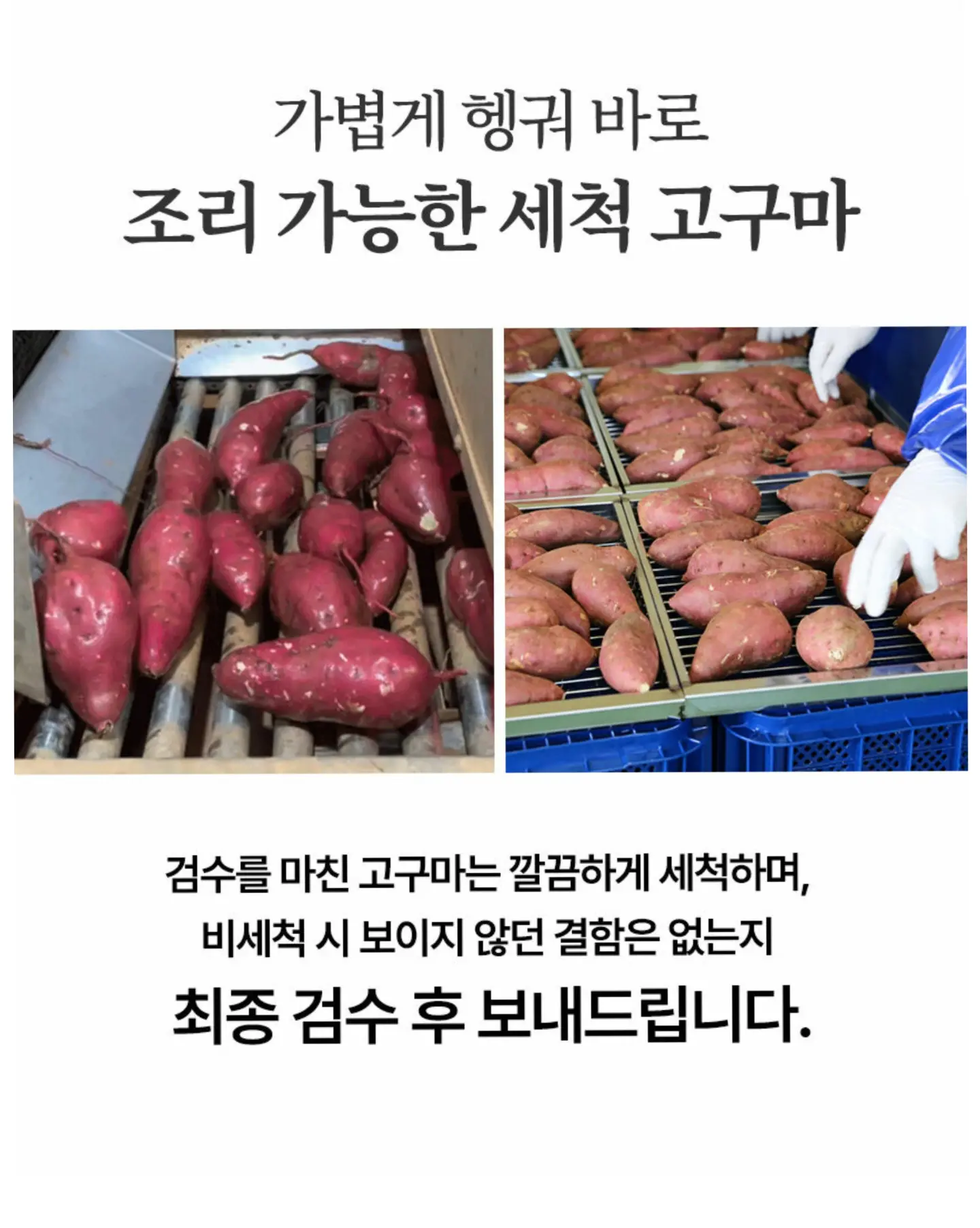 카라멜 토울 고구마 7