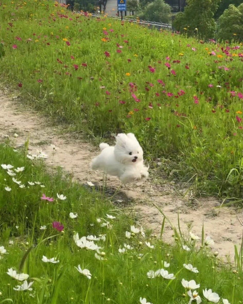 참다랑어 1번 뱃살 2