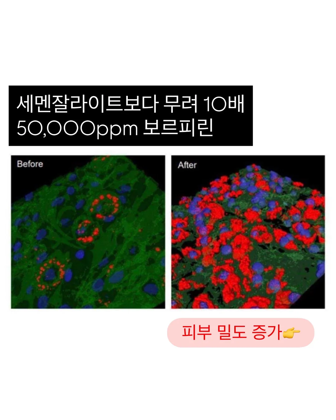 과일송편 15구 10