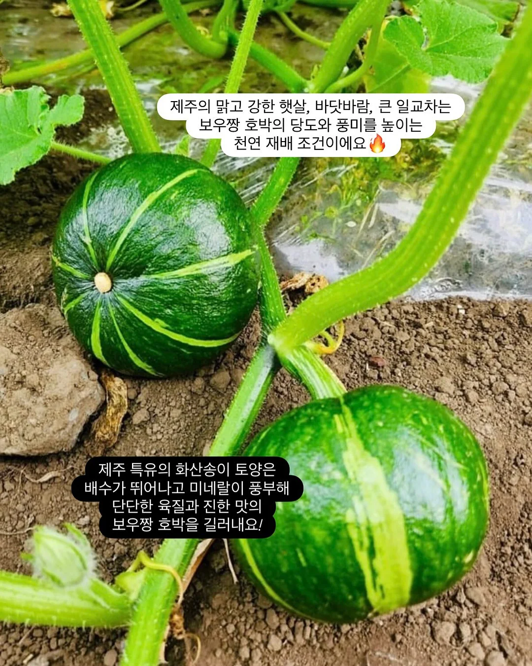 모든 날들이 행복했으면 좋겠어 6