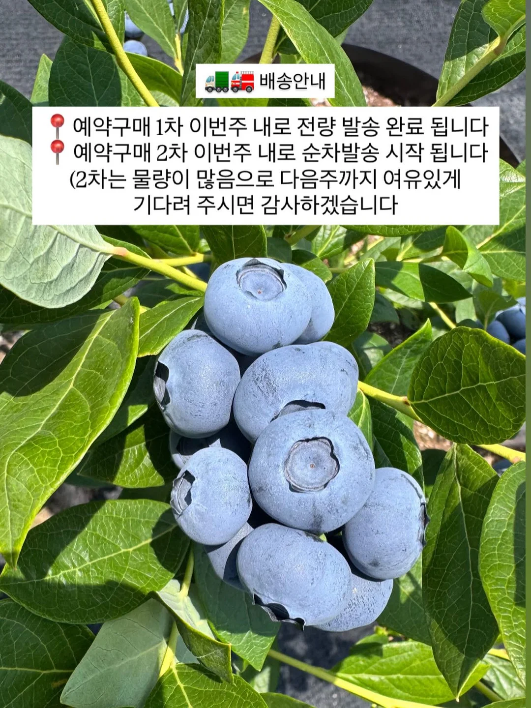 안티 헤어 로스 샴푸, 펩틴 리페어 트리트먼트