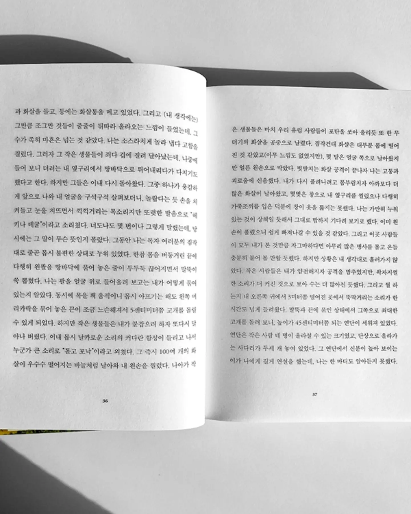 카네이션 캐리어 11