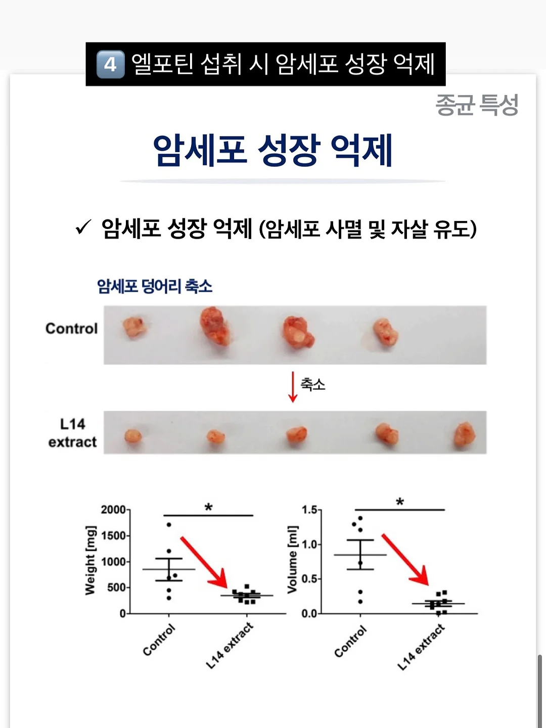 주름타파 레시피 SET 11