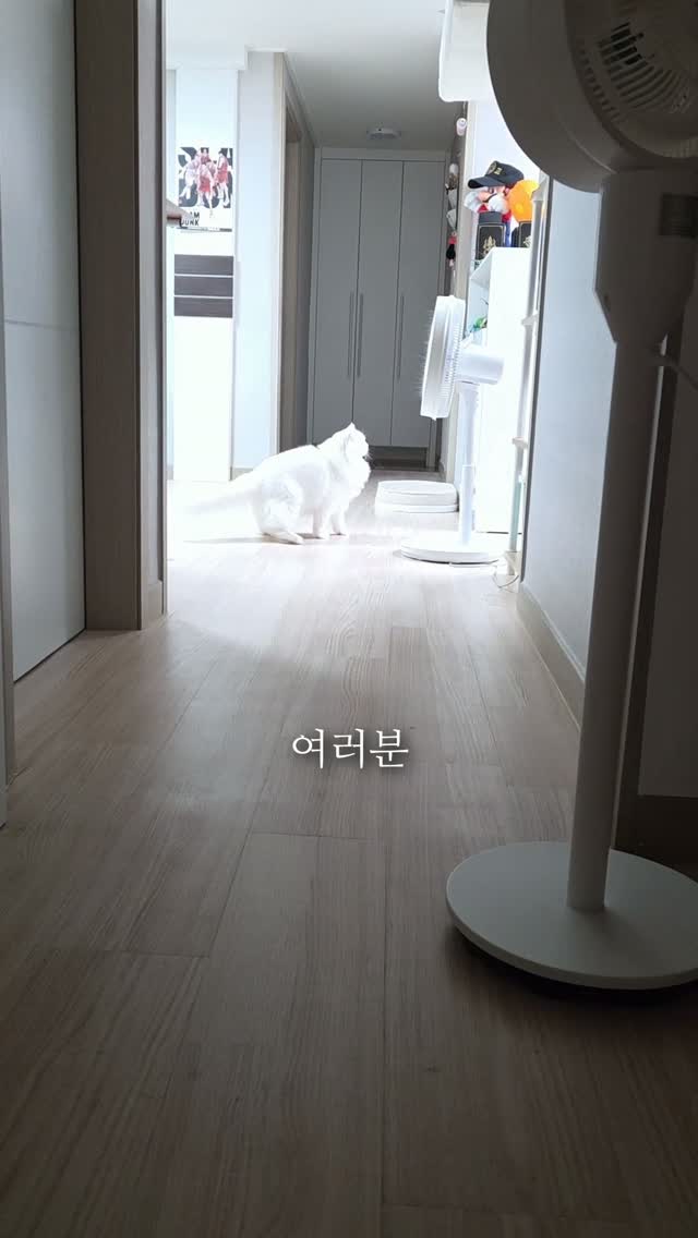 두유크림 보리롤