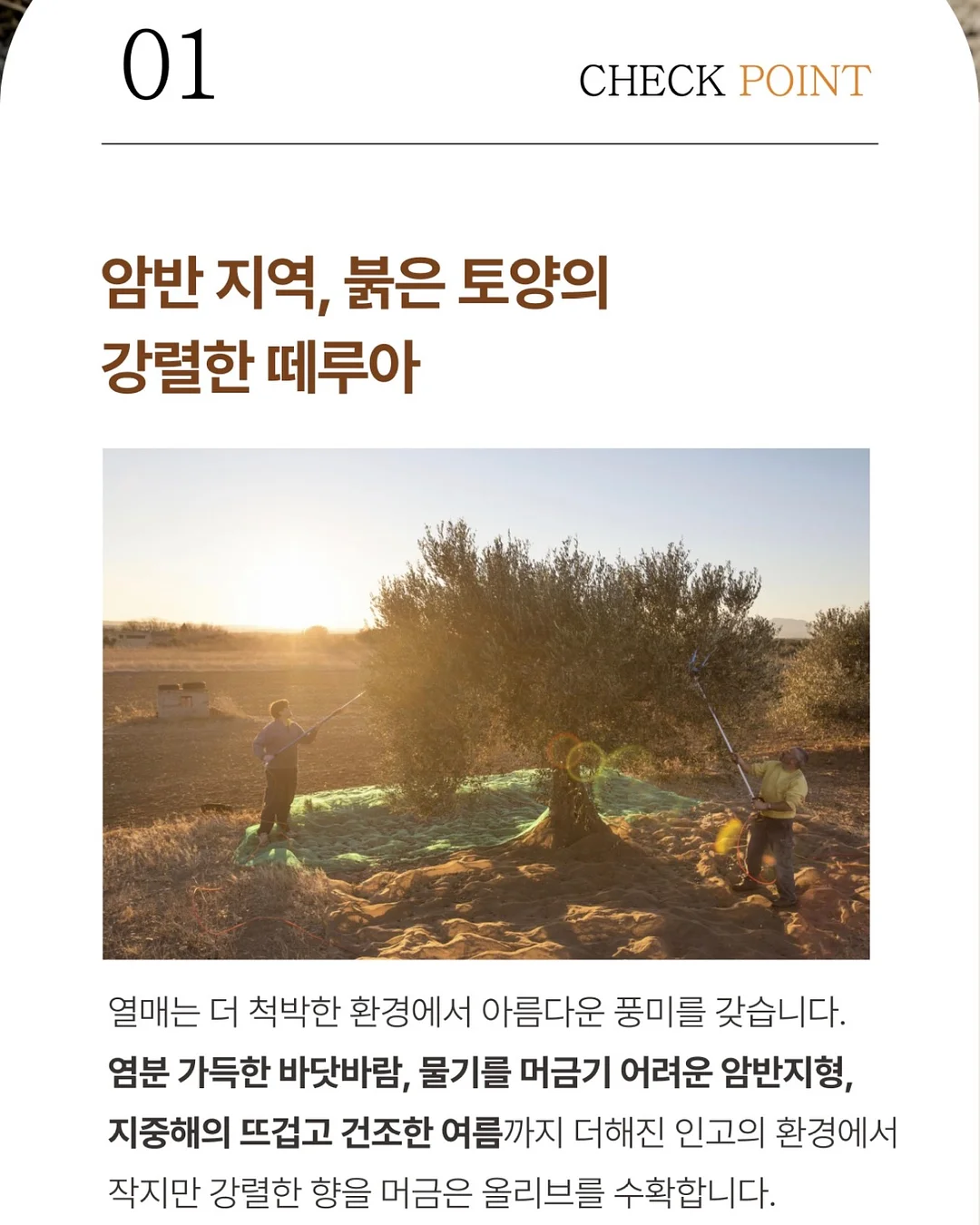 맨투맨 블라우스 8