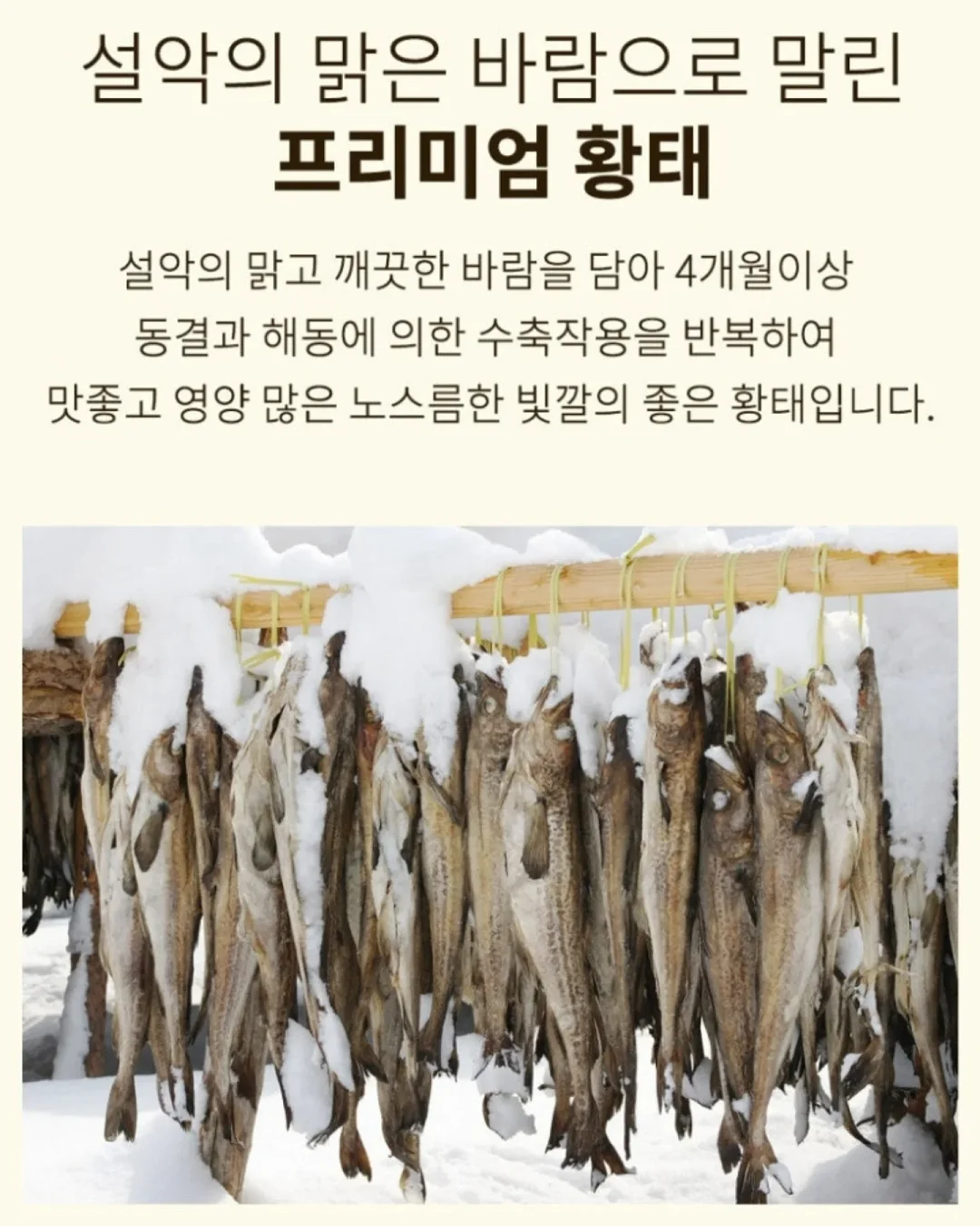 릿씨 셔츠 4