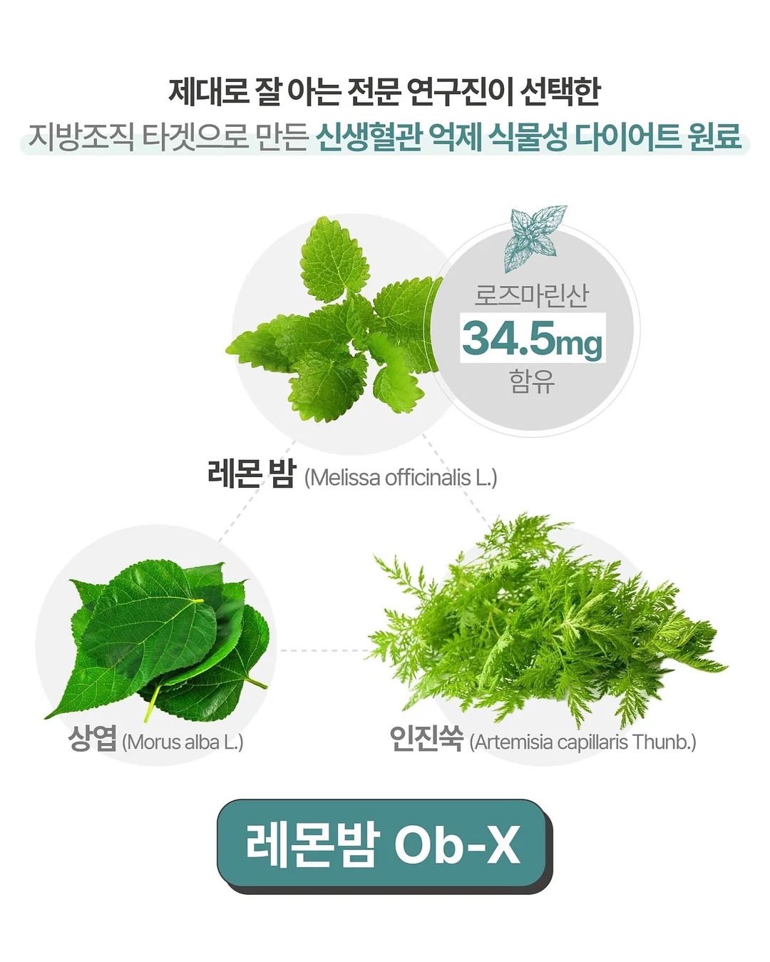 토미토 블루머 17