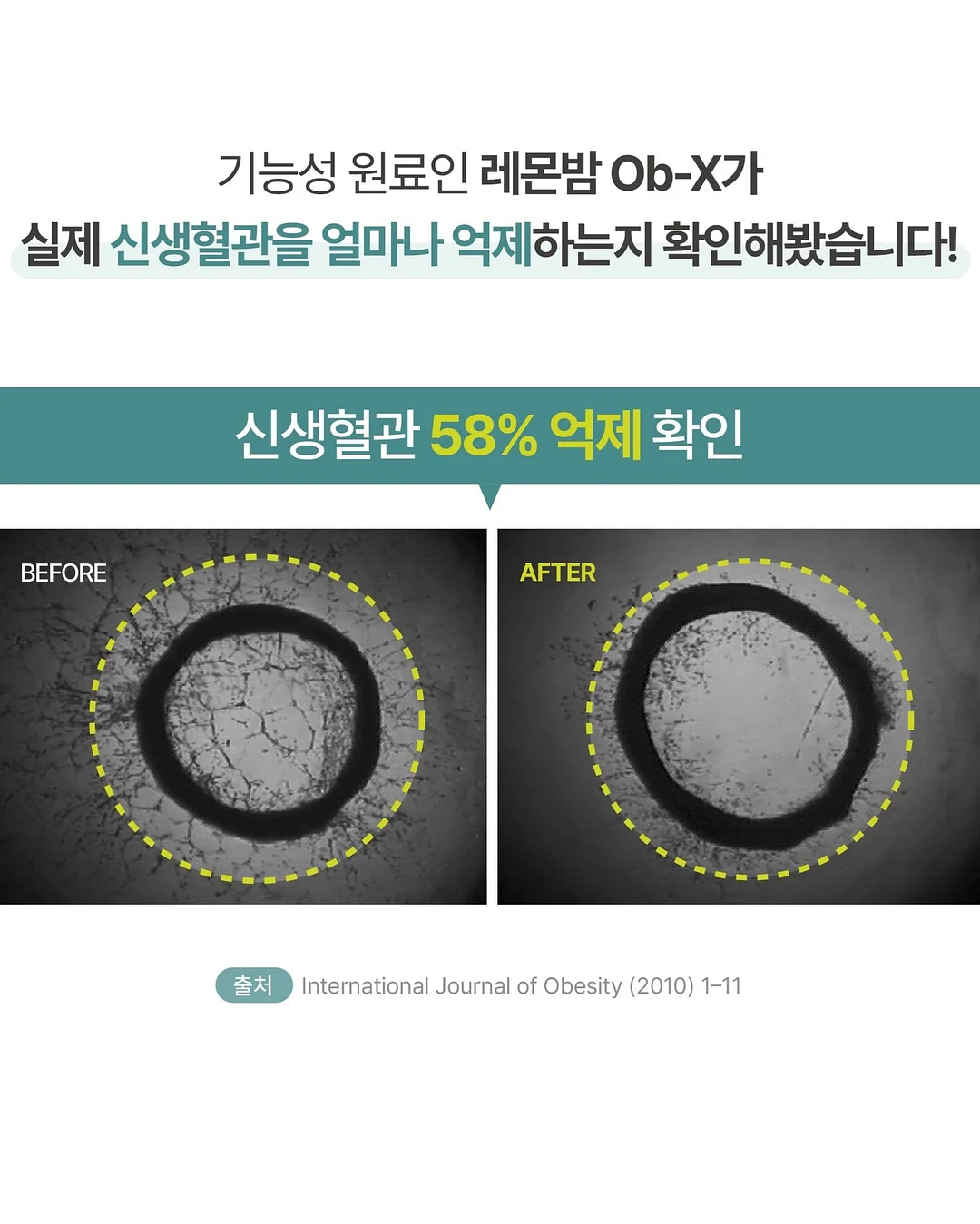 토미토 블루머 19