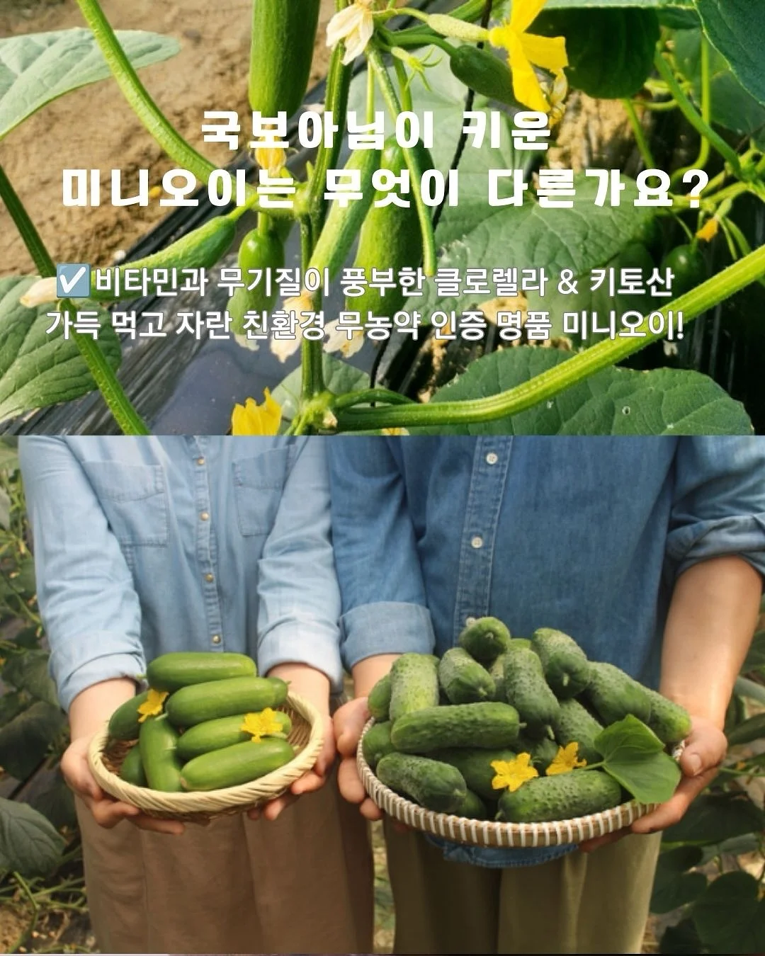 두아셋업 6