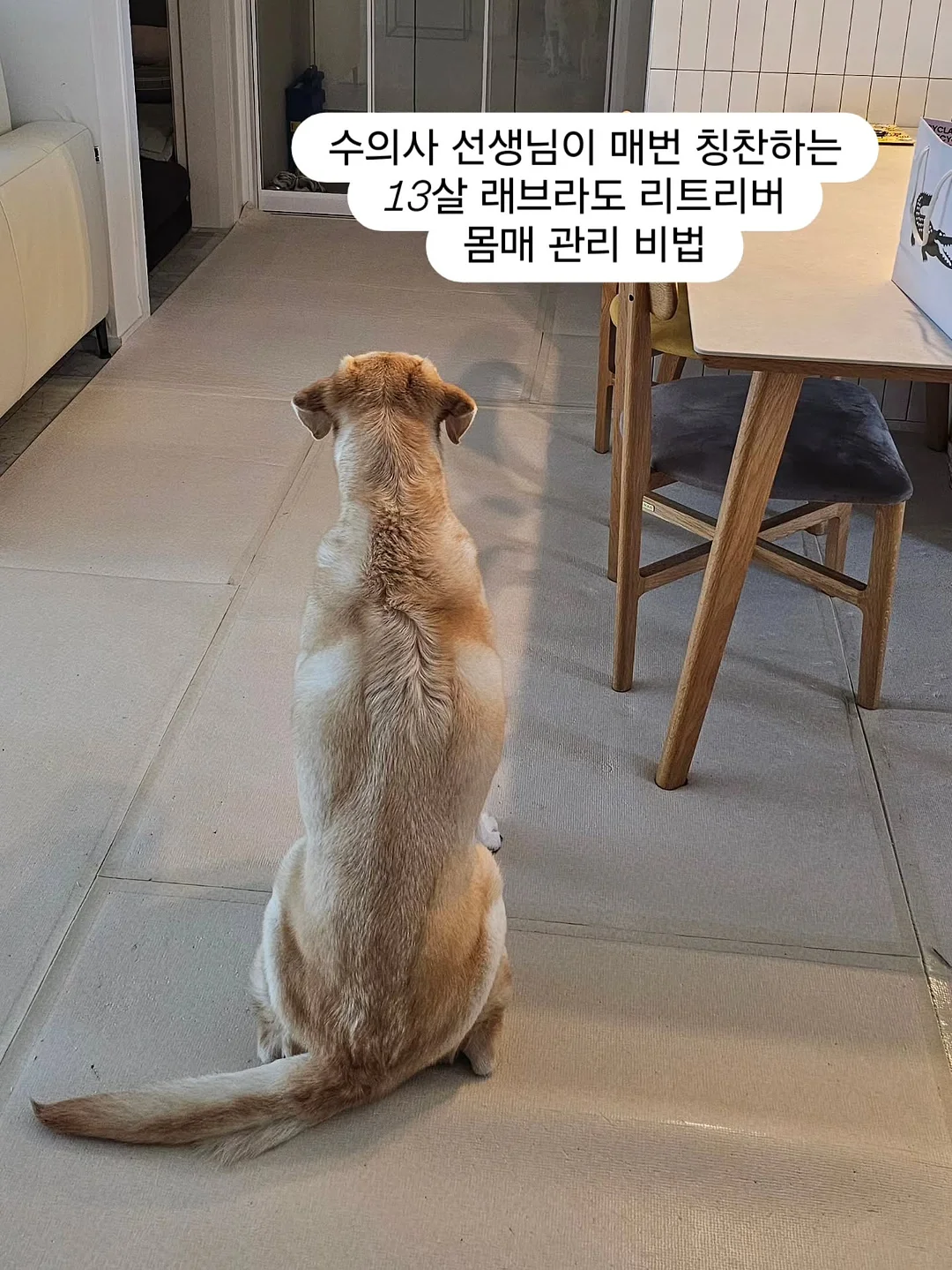 야마하 프로모션 1