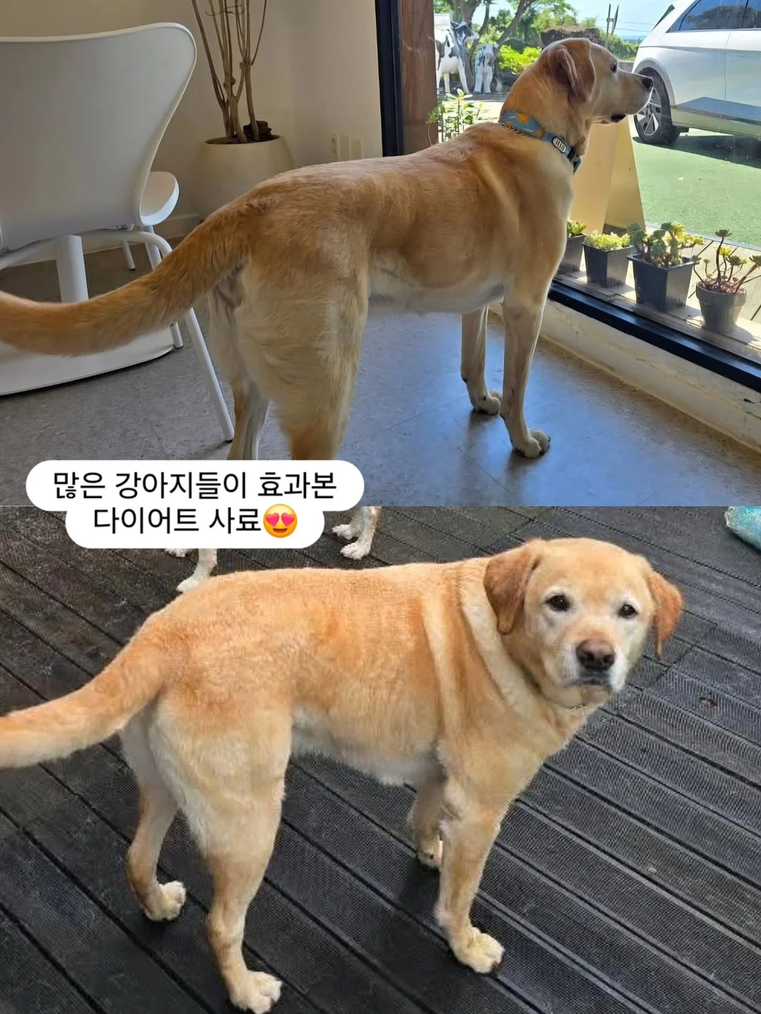 야마하 프로모션 2