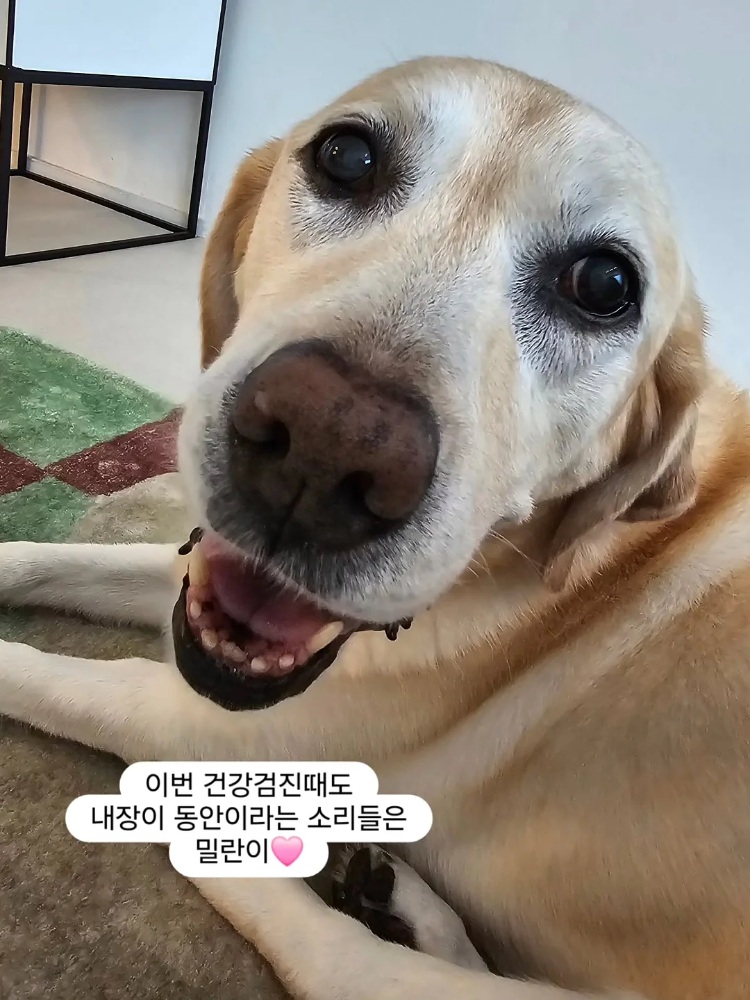 야마하 프로모션 7