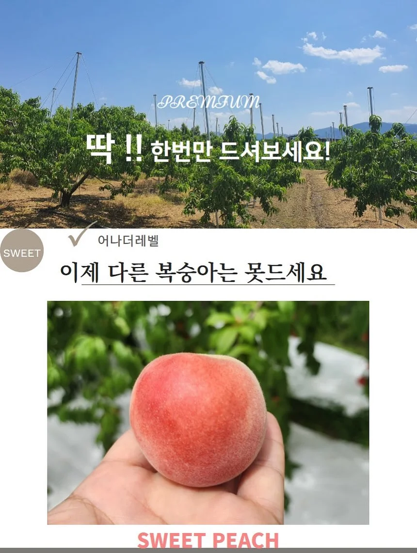 드래곤의 사전 17