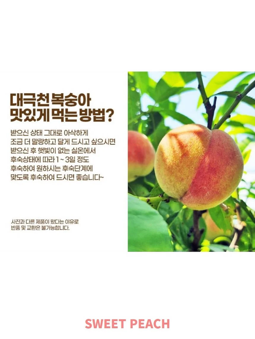 드래곤의 사전 19