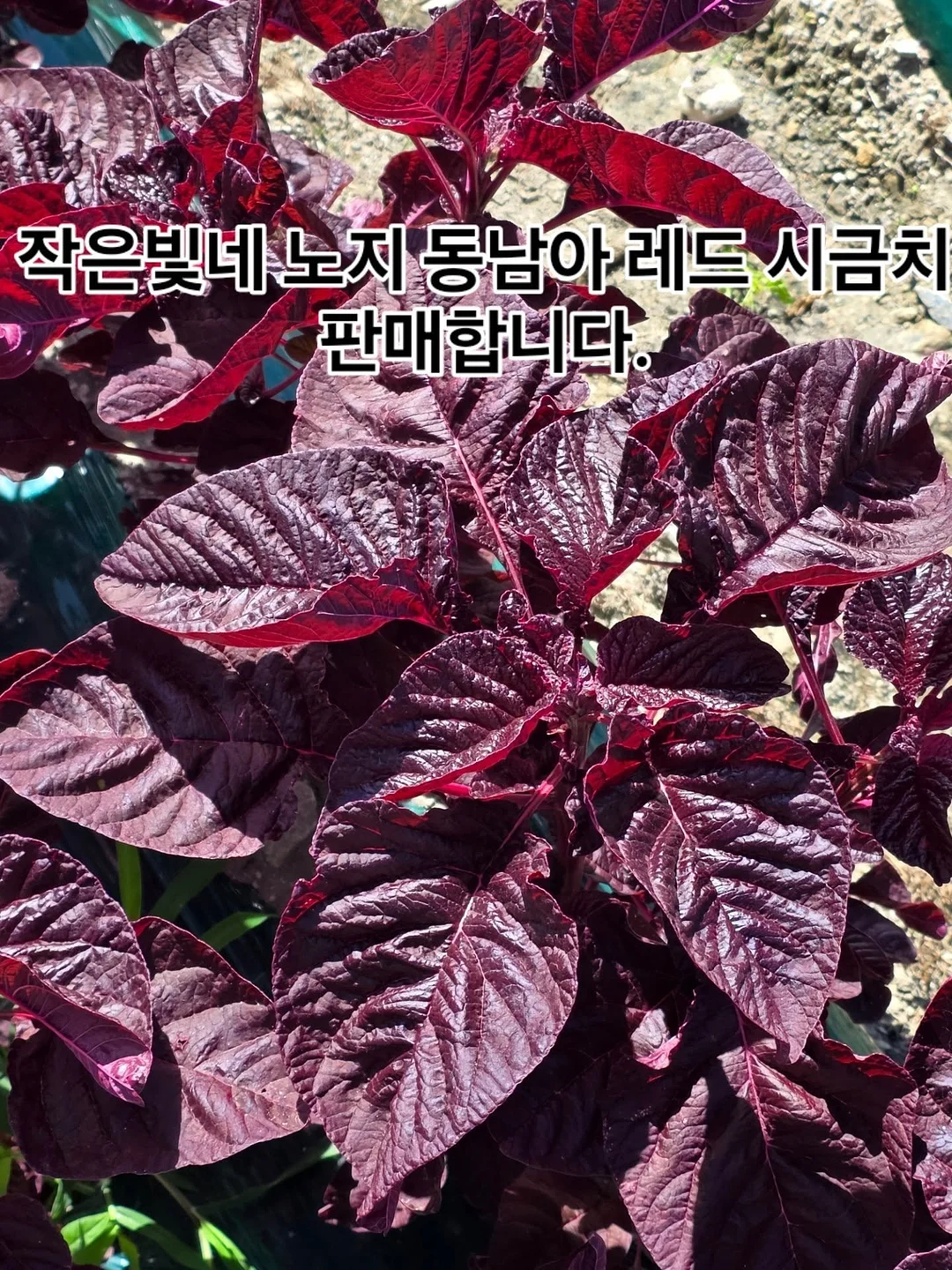 돗투돗 돗꼼아기우산 14