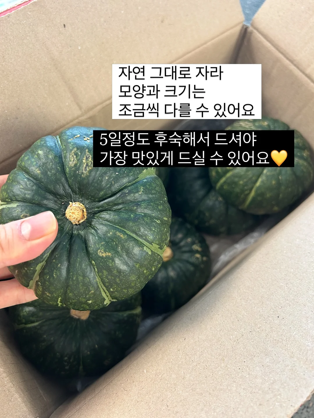 싸이벡스 제로나T 카시트 8
