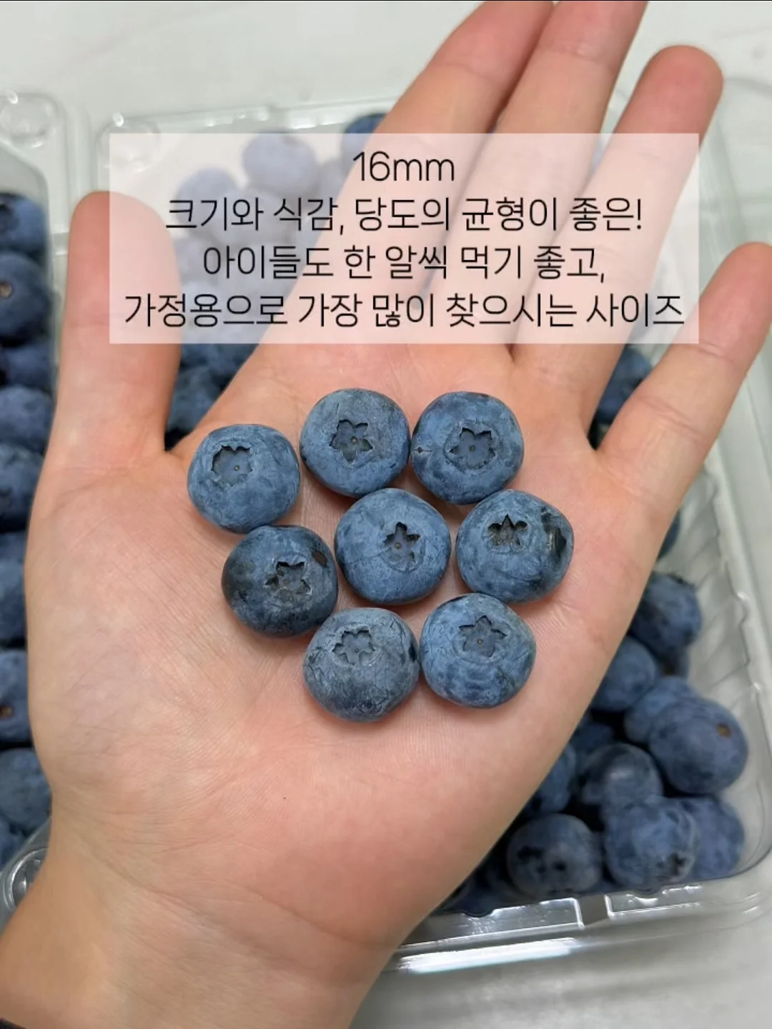 솔트크림 3