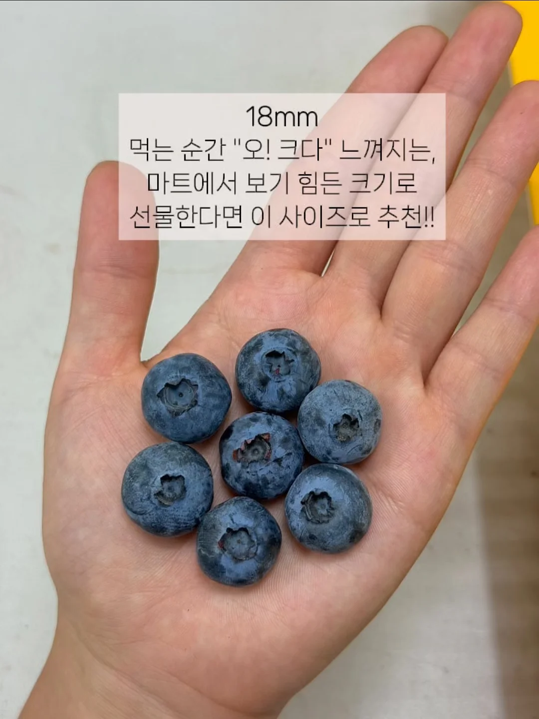 솔트크림 4